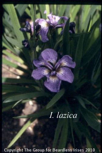 Lazica 1